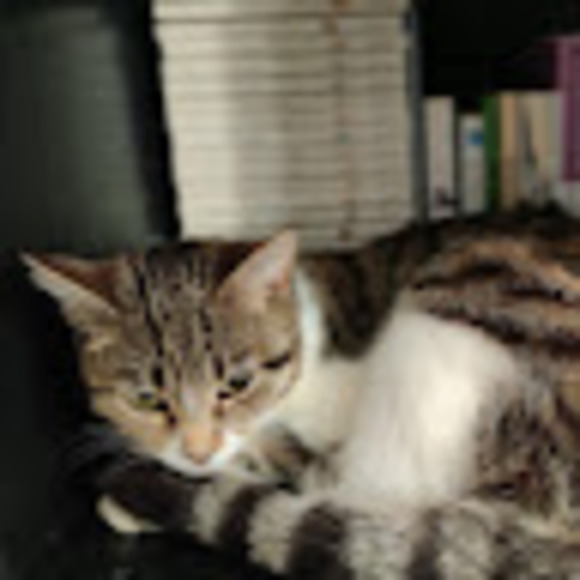 Meet your Posher, Tasnim - Picture 1 of 1